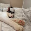 Silvan  Traumkater sucht ein Zuhause