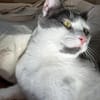 Silvan  Traumkater sucht ein Zuhause