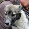 Ava - sensibel u. verspielt