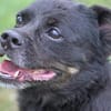 Kleine Susi sucht liebes Zuhause