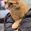 Ginger Rotes Traumkätzchen sucht ihr Traumzuhause