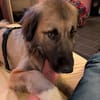 TRUFFLES-wunderschöner Herden-Mix-Rüde