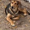 Laika unsere hübsche Hündin