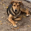 Laika unsere hübsche Hündin