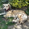 MABLE-anhängliche, liebevolle Hündin