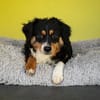 Unser Goldschatz Amano sucht seine Menschen