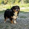 Unser Goldschatz Amano sucht seine Menschen