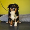 Unser Goldschatz Amano sucht seine Menschen
