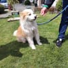 Unser charmanter Wirbelwind Leano sucht seine Menschen