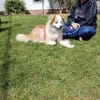 Unser charmanter Wirbelwind Leano sucht seine Menschen