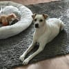 Coco, freundlich, aktiv, verschmust