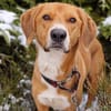 Unser Toffee  ein Hund mit erhöhtem Führungsbedarf