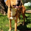 Unser Toffee  ein Hund mit erhöhtem Führungsbedarf