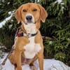 Unser Toffee  ein Hund mit erhöhtem Führungsbedarf