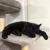 Gina sucht ein liebevolles, ruhiges Zuhause