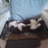 Simba u. Carlos suchen ein liebevolles Zuhause