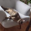 Simba u. Carlos suchen ein liebevolles Zuhause