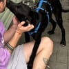 SHADOW-menschen bezogener Jung-Rüde