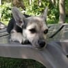 Kleine Elsa sucht ihr Für-immer-Zuhause!