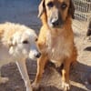 Sanfter ♥ Oscar ♥ wartet schon in 74749 Rosenberg