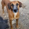 Sanfter Rüde ♥Amigo♥ erwartet dich schon in 74749 Rosenberg