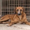 Sanfter Rüde ♥Amigo♥ erwartet dich schon in 74749 Rosenberg