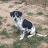 Aurora - Hundekind möchte schlimmen Start verarbeiten