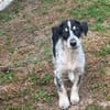 Aurora - Hundekind möchte schlimmen Start verarbeiten