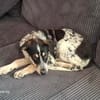 Aurora - Hundekind möchte schlimmen Start verarbeiten