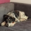 Aurora - Hundekind möchte schlimmen Start verarbeiten