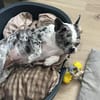 CLOE - sensibel, aber fröhlich und treu