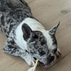 CLOE - sensibel, aber fröhlich und treu
