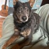Zamira jetzt Sunny sucht ein neues Zuhause!