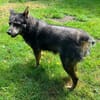 Zamira jetzt Sunny sucht ein neues Zuhause!