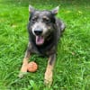 Zamira jetzt Sunny sucht ein neues Zuhause!