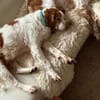 liebevoller PECAS sucht ruhige Familie