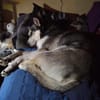 Dakota VA  wunderschöne Husky-Mix-Hündi