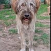 Lustiger verspielter Toffee