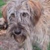 Lustiger verspielter Toffee