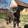 Die kleine schwarze Seele- Mara