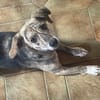 WIM - Kleiner Hund, ganz groß