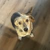 WIM - Kleiner Hund, ganz groß