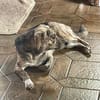 WIM - Kleiner Hund, ganz groß