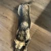 WIM - Kleiner Hund, ganz groß