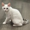 Blue (FR Amelie)