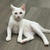 Blue (FR Amelie)