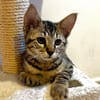 Edgard [Chaton]