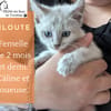 Filoute