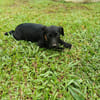 PEEKIE