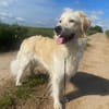 Tobia, Notfall in Deutschland